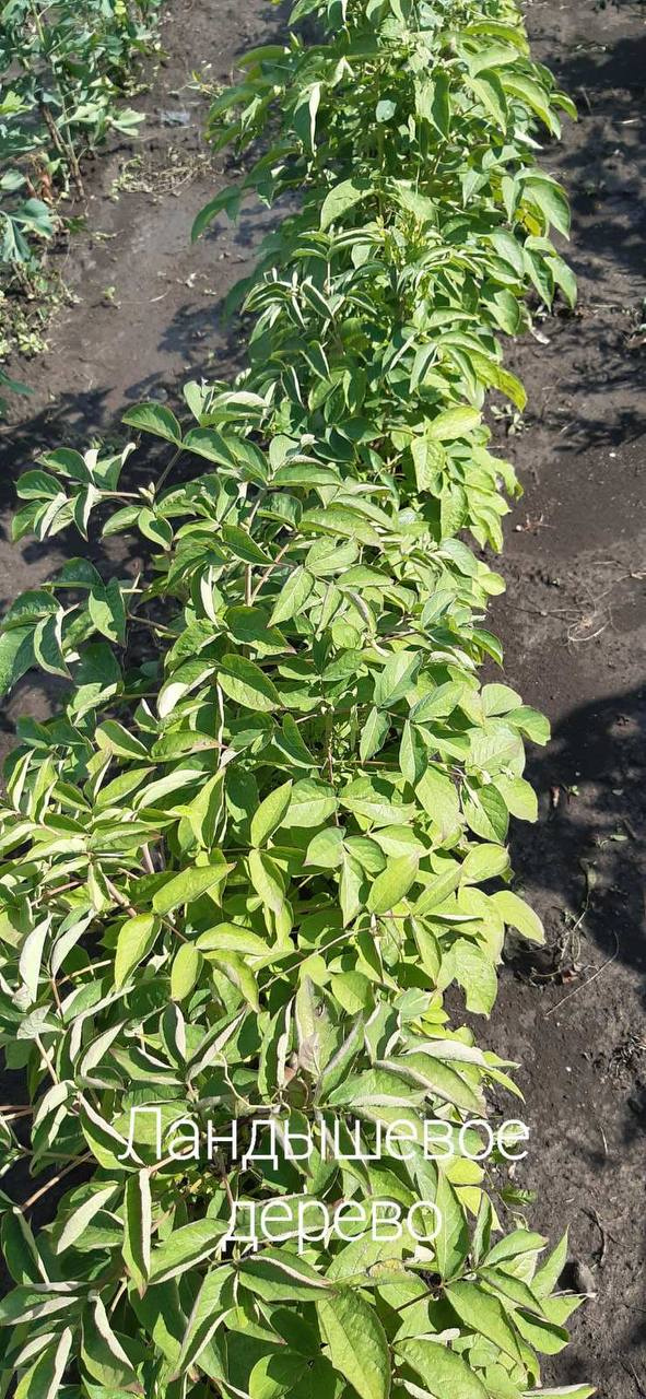 Галезія (Ландишеве  дерево)