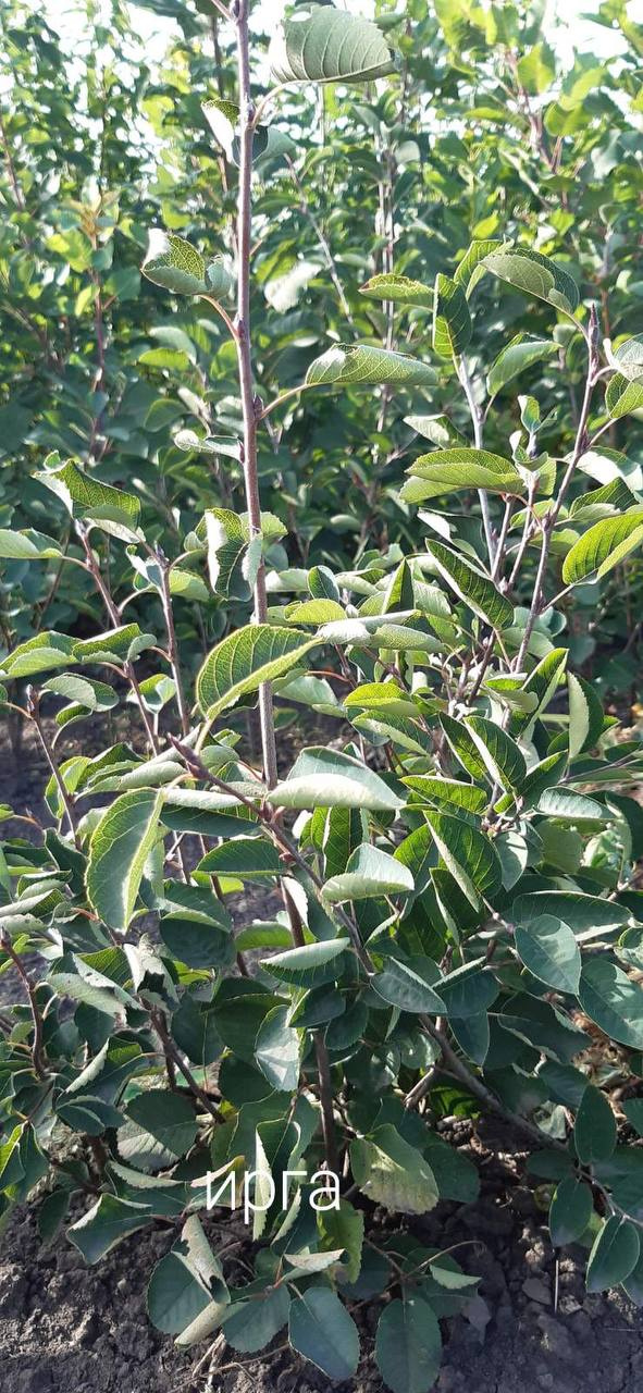 Ірга Канадська, дворічний саджанець