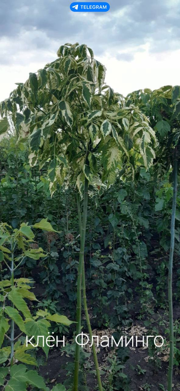 Клен Фламінго на штамбі