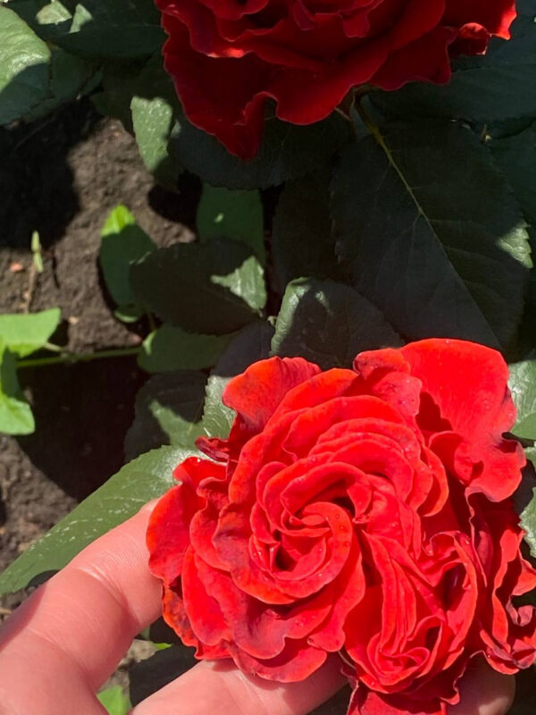 Троянда Ель Торо (El Тoro)