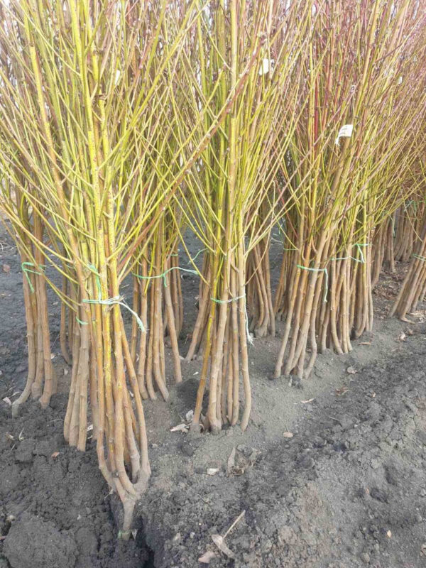 Персик "Спріг Голд", дуже ранній сорт