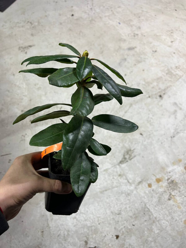 Рододендрон Розеум Елеганс ФІОЛЕТОВИЙ