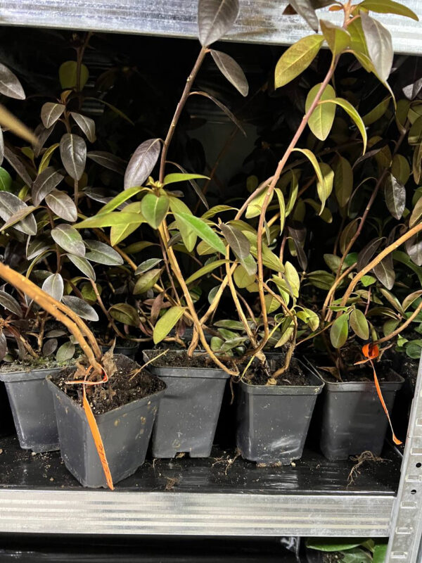 photo_2024-02-24_22-38-09.jpg Азалія Elite