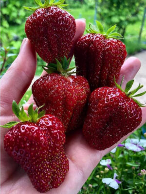 photo_4_2026-02-08_20-24-16.jpg Зенга Зенганна 10шт середній термін