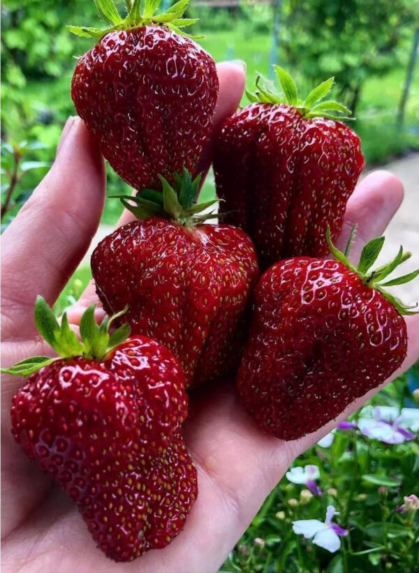 photo_4_2026-02-08_20-24-16.jpg Зенга Зенганна 10шт середній термін