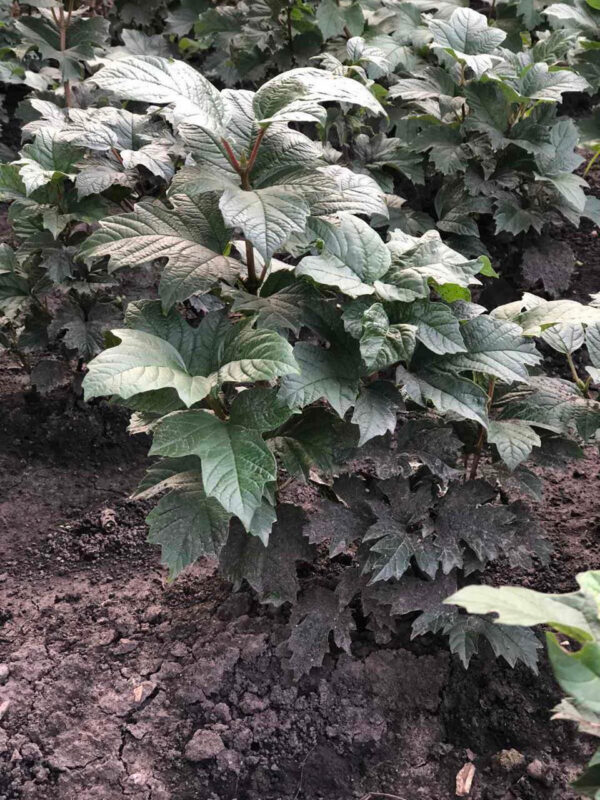 Калина кущова двохрічна