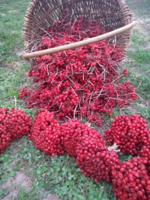 photo_5197211492938793087_y.jpg Калина кущова двохрічна