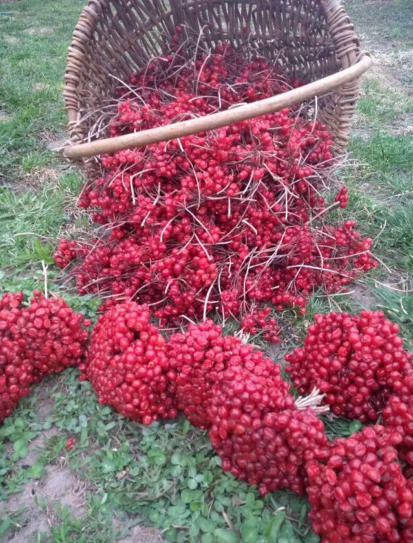 Калина кущова двохрічна