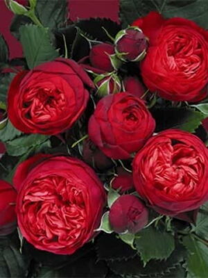 піано Троянда Піано