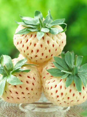 pineberry-1-500x500-1.jpg Полуниця"Анабланка"(середній сорт )