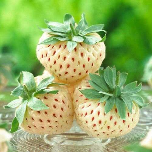 pineberry-1-500x500-1.jpg Полуниця"Анабланка"(середній сорт )