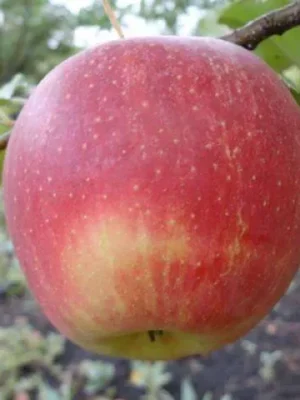 пінова Яблуня "Пінова"