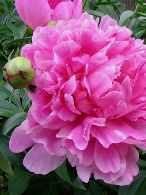 Піон деревовидний РОЖЕВИЙ Вік 3роки