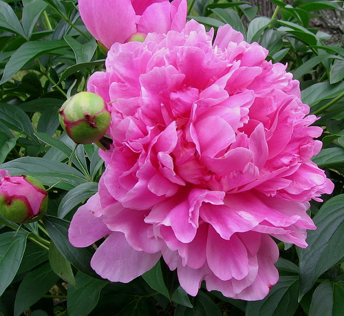 pion1.jpg Піон деревовидний РОЖЕВИЙ Вік 3роки