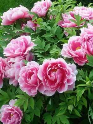 Піон Деревовидний РОЖЕВИЙ З БІЛИМИ КІНЧИКАМИ   3роки