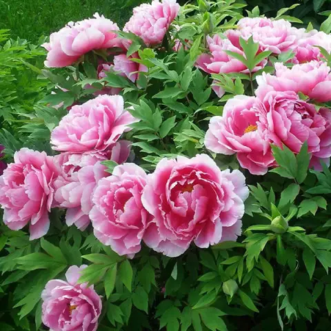 Піон Деревовидний РОЖЕВИЙ З БІЛИМИ КІНЧИКАМИ   3роки