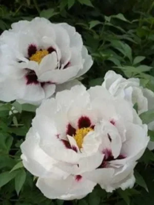 Піон деревовидний БІЛИЙ 3річний