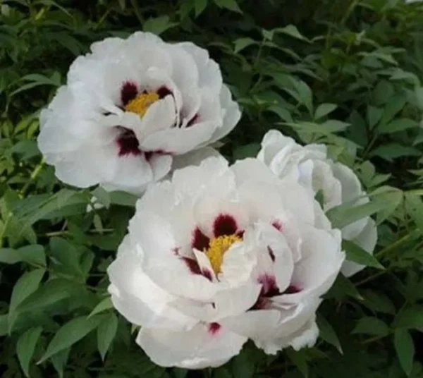 pion3.webp Піон деревовидний БІЛИЙ 3річний