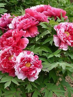 Піон Деревовидни БІЛО-РОЖЕВИЙ 3річний