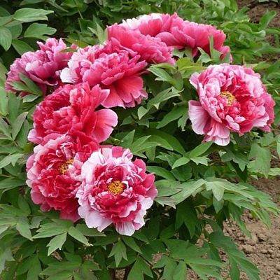 pion4.jpg Піон Деревовидни БІЛО-РОЖЕВИЙ 3річний