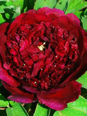 Піон Деревовидний БОРДОВИЙ 3річний