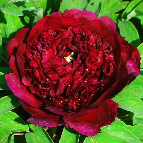 Піон Деревовидний БОРДОВИЙ 3річний