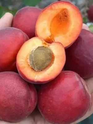 Гібрид "Північне сяйво"(схрещені:слива-персик колона)