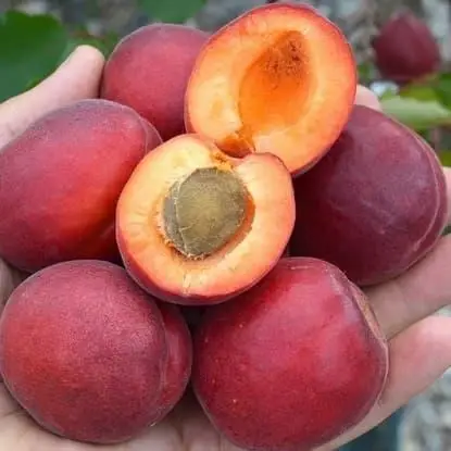 північне сяево Гібрид "Північне сяйво"(схрещені:слива-персик колона)