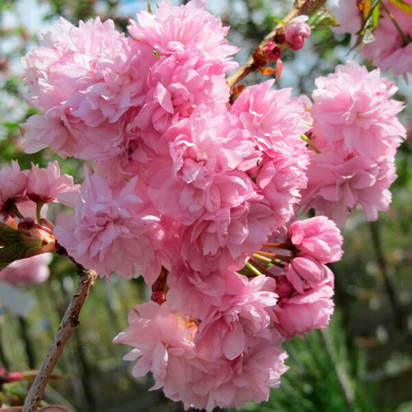 Сакура на штамбі "Кіко шідаре"