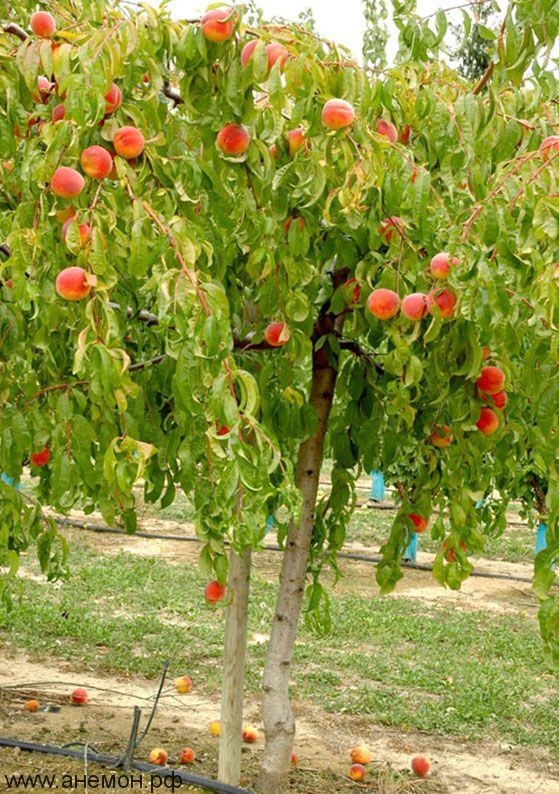 Персик плакучий на штамбі "Сан Хрест"