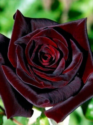 Плетиста троянда  "Чорна Королева"