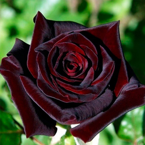 Плетиста троянда “Чорна Королева” Плетиста троянда "Чорна Королева"