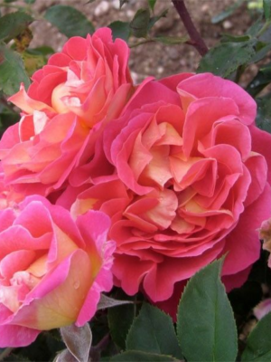 Плетиста троянда “Павичеве око” Плетиста троянда "Павичеве око"