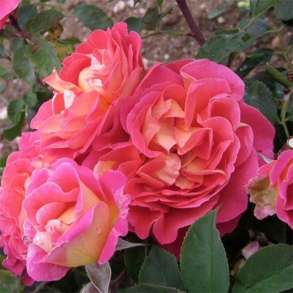 Плетиста троянда "Павичеве око"