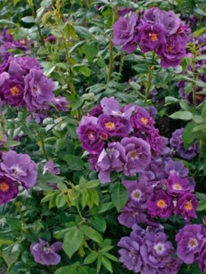 Плетиста троянда “Рапсодія ін Блу Плетиста троянда "Рапсодія ін Блу" (Rhapsody in Blue)