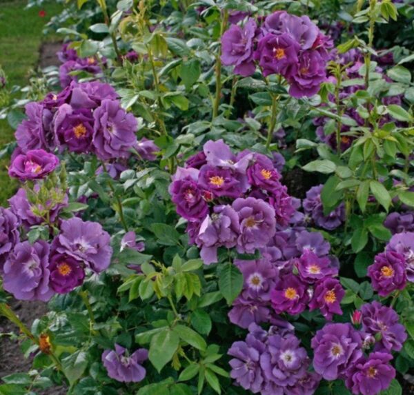 Плетиста троянда "Рапсодія ін Блу" (Rhapsody in Blue)