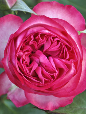 Плетиста  Троянда "Рожевий Лід"