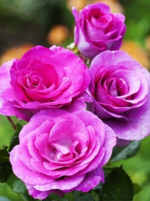 Плетиста троянда "Віолет Парфум"