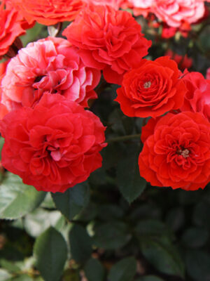 Плетиста троянда"Захід сонця"