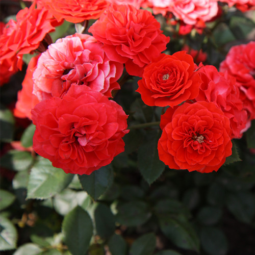 Плетиста троянда"Захід сонця"