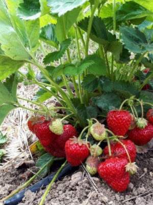 polunicja-spokusa-harakteristika-i-opis-sortu_1.jpg Полуниця "Спокуса"(ремонтантний сорт ) 10 шт 150грн