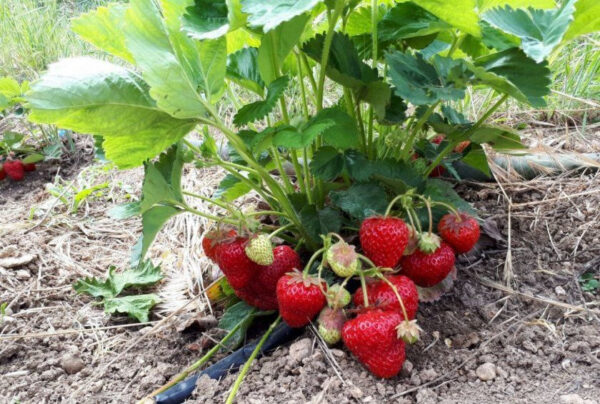 Полуниця "Спокуса"(ремонтантний сорт ) 10 шт 150грн