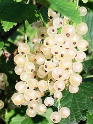 Порічка Біла на штамбі