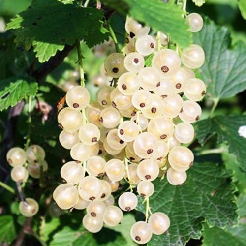 порічка біла на штамбі Порічка Біла на штамбі