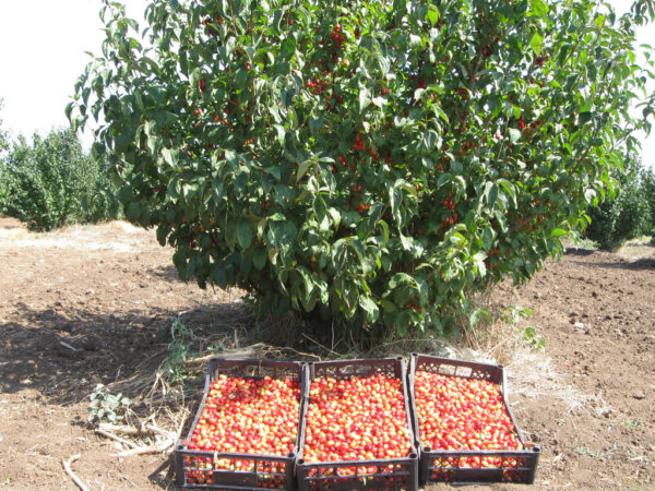 Кизил "Миколка"