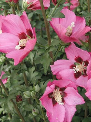 Гібіскус рожевий "Вудбрідж"