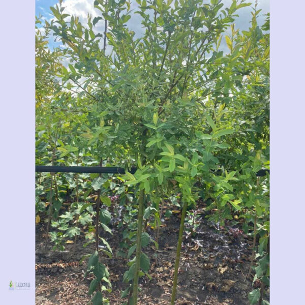 Верба японська Хакуро-Нішикі на штамбі