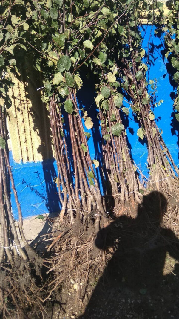 prezydent.jpg Cлива Анна Шпет