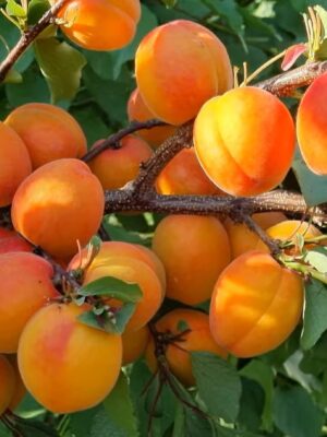 Пріція Пріція Абрикос