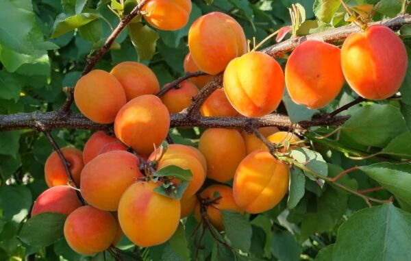 Пріція Пріція Абрикос